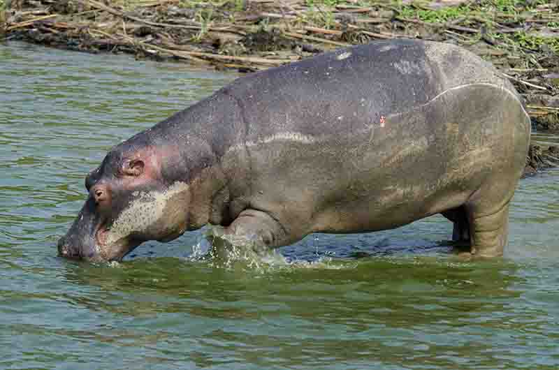 85 - Hipopotamo - parque nacional Queen Elizabeth - Uganda